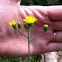 Yellow wildflowers