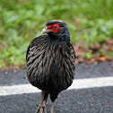 Kalij pheasant