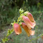 Campanillas