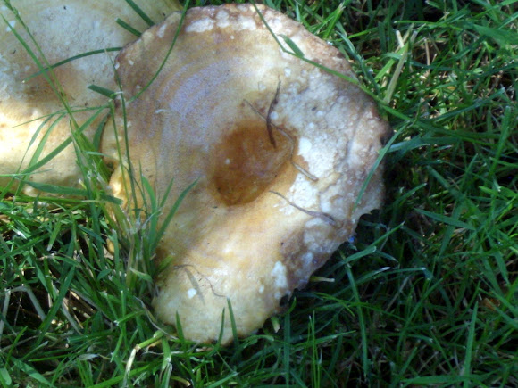 Spotting Image 1