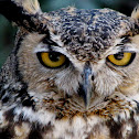 Great Horned Owl