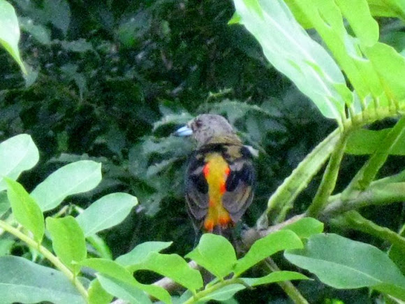 Spotting Image 1