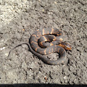 Broad banded water snake