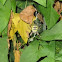 wasp spider