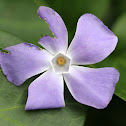 Lesser Periwinkle