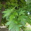 Liquidambar styraciflua (Liquidámbar)