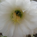 Cactus flower