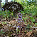 Blue Bugle