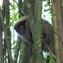 Black-fronted titi monkey (?)