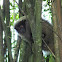 Black-fronted titi monkey (?)