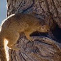 Mutable sun squirrel