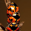 Ladybird