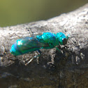 Green cuckoo wasp