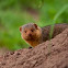 Dwarf mongoose