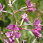 Fireweed