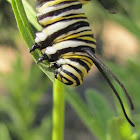 Monarch Butterfly Larva