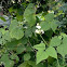 Winged bean