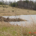 Crown City Strip Mines - ODNR Wildlife Reserve - Scottown Ohio