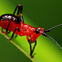 Bush-cricket nymph