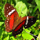 Scarlet Peacock