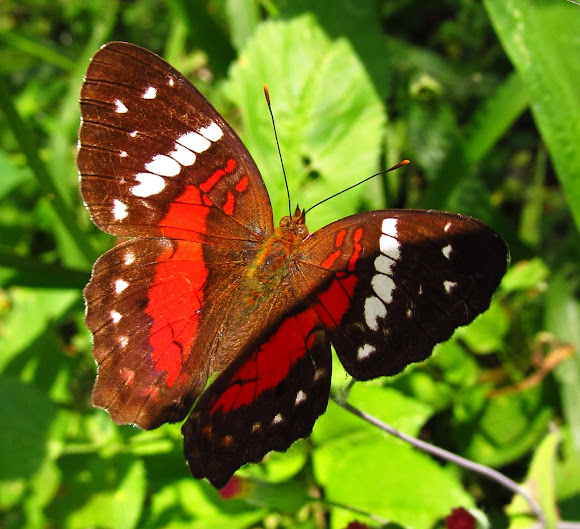 Spotting Image 1