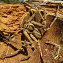 araña de agua