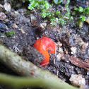 Paurocotylis pila