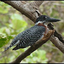 Giant Kingfisher