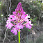 Flor caputxina