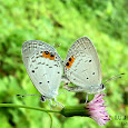 Butterflies of Sri Lanka