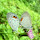 Butterflies of Sri Lanka