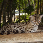 Ocelot
