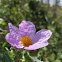 white rock rose; estepa blanca