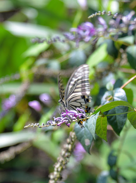 Chinese Yellow Swallowtail | Project Noah