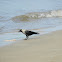House Crow(કાગડો)