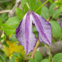 Virgin's Bower, primorska pavitina