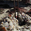 Aggregating Anemone eating Lobster