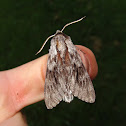 Northern Pine Sphinx