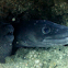 Morey eel, Conger eel