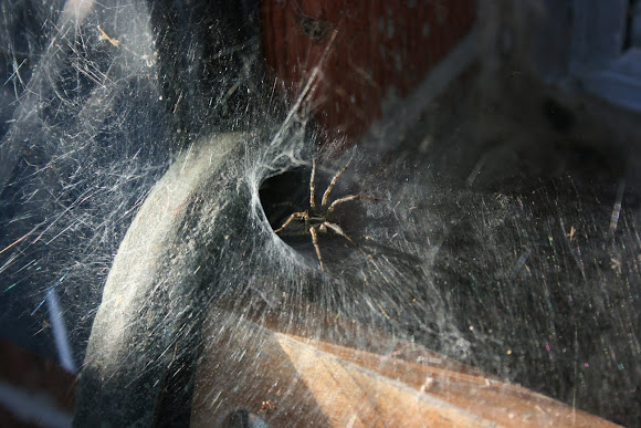 Spotting Image 1