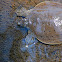 Spiny Softshell Turtle