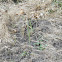 Asparagus