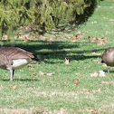 Canada goose