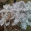 Cineraria (spanish), Dusty Miller (english)
