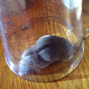Northern Short-Tailed Shrew
