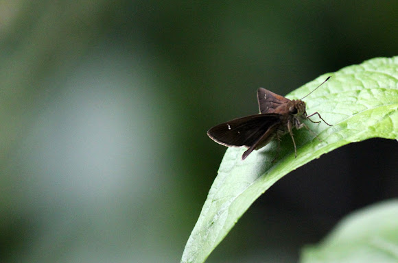 Spotting Image 1