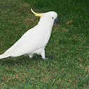 Sulphur-crested Cockatoo