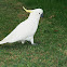 Sulphur-crested Cockatoo