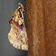 Moonseed Moth