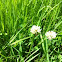 Clover